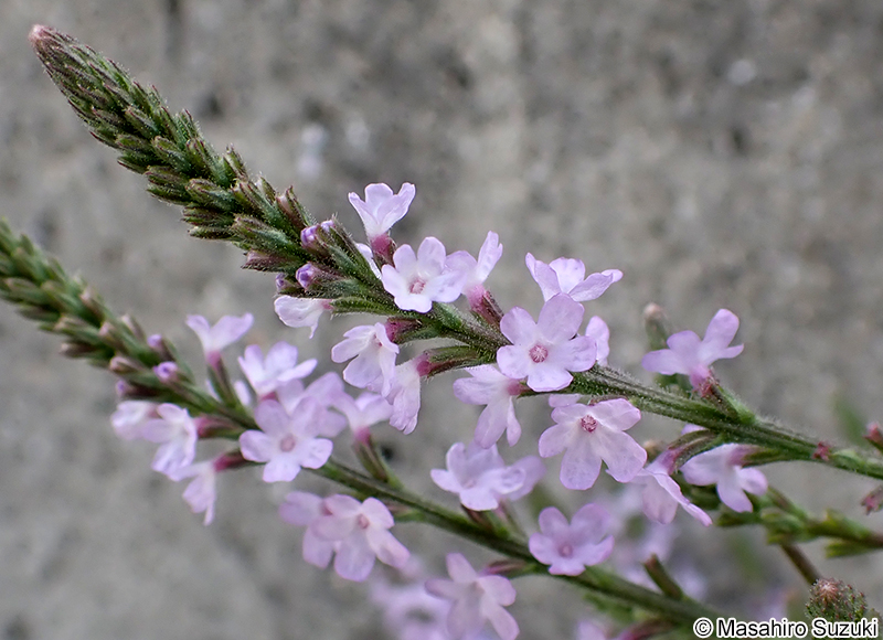 クマツヅラ Verbena officinalis