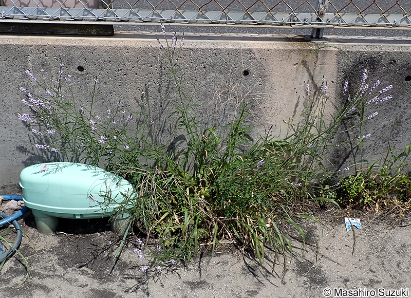 クマツヅラ Verbena officinalis
