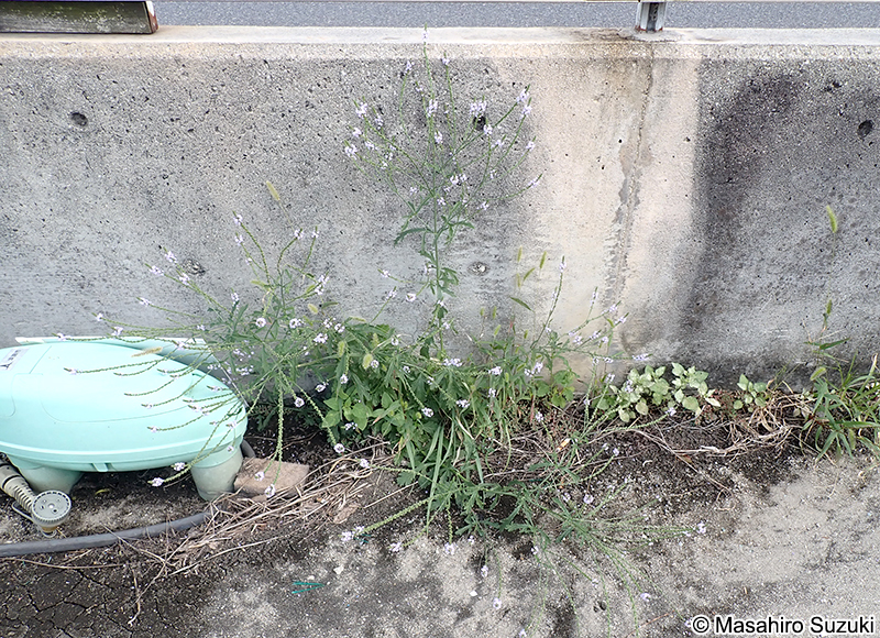 クマツヅラ Verbena officinalis