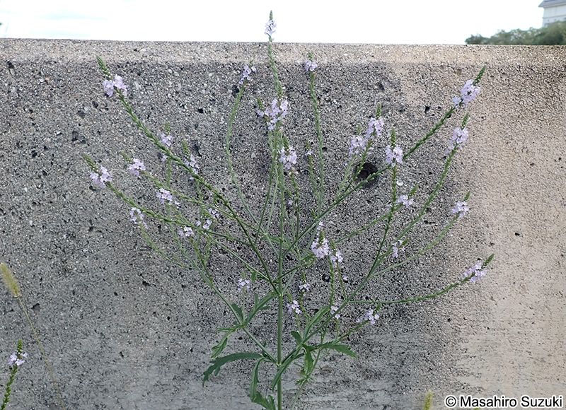 クマツヅラ Verbena officinalis