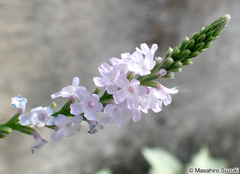 クマツヅラ Verbena officinalis