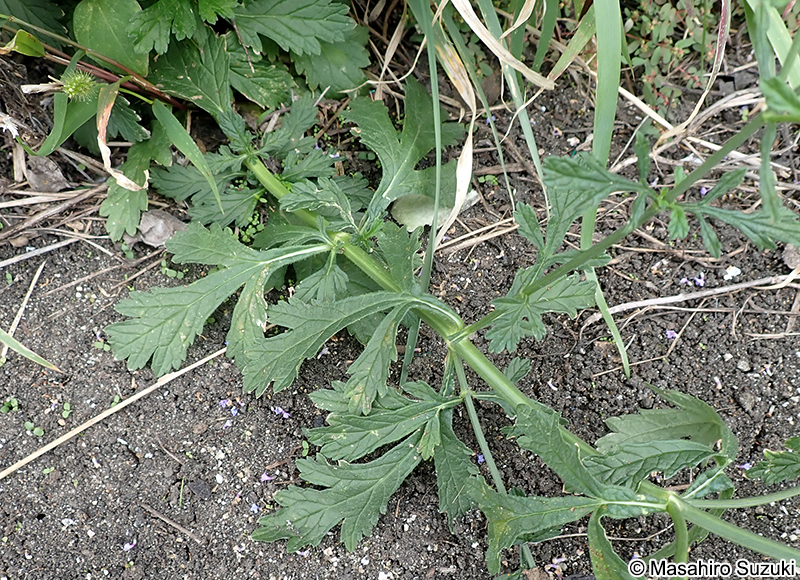 クマツヅラ Verbena officinalis