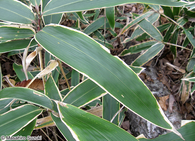 クマザサ Sasa veitchii