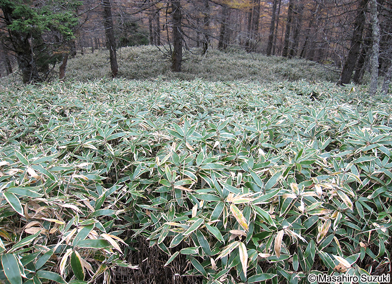 クマザサ Sasa veitchii