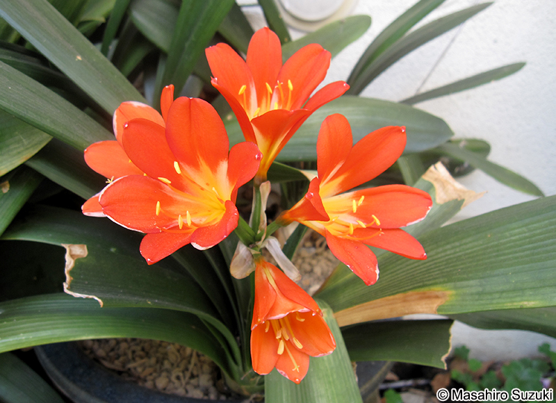 クンシラン Clivia nobilis