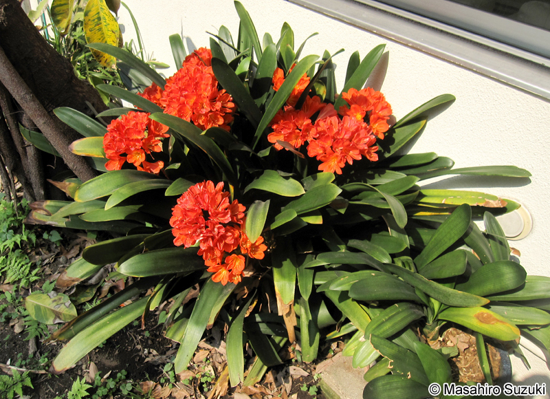 クンシラン Clivia nobilis