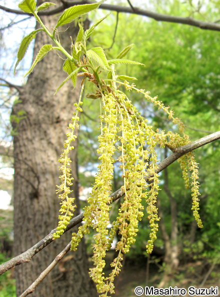 クヌギ Quercus acutissima