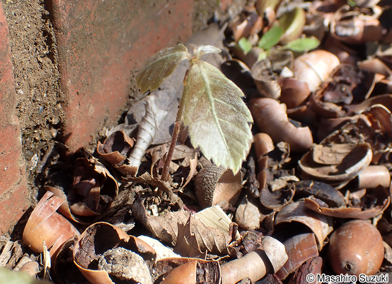 クヌギの実生