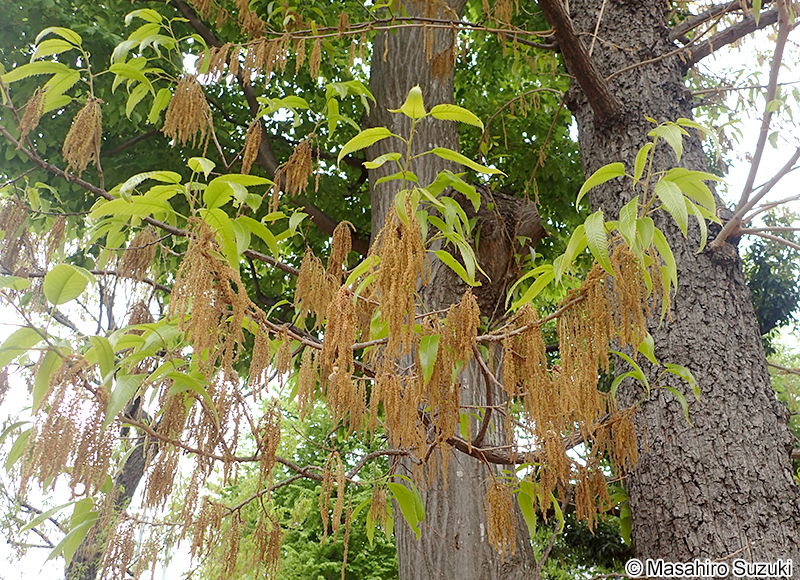 クヌギ Quercus acutissima