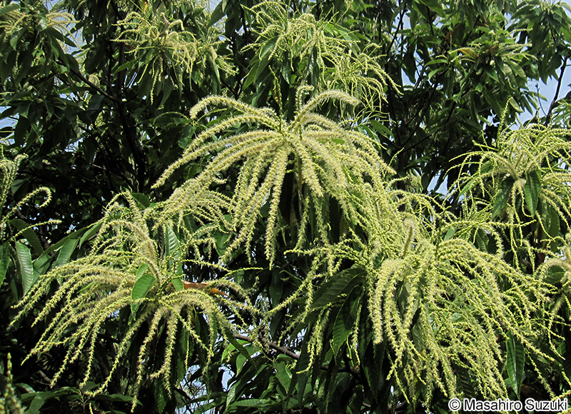 クリ Castanea crenata