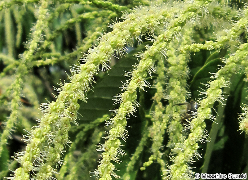 クリ Castanea crenata