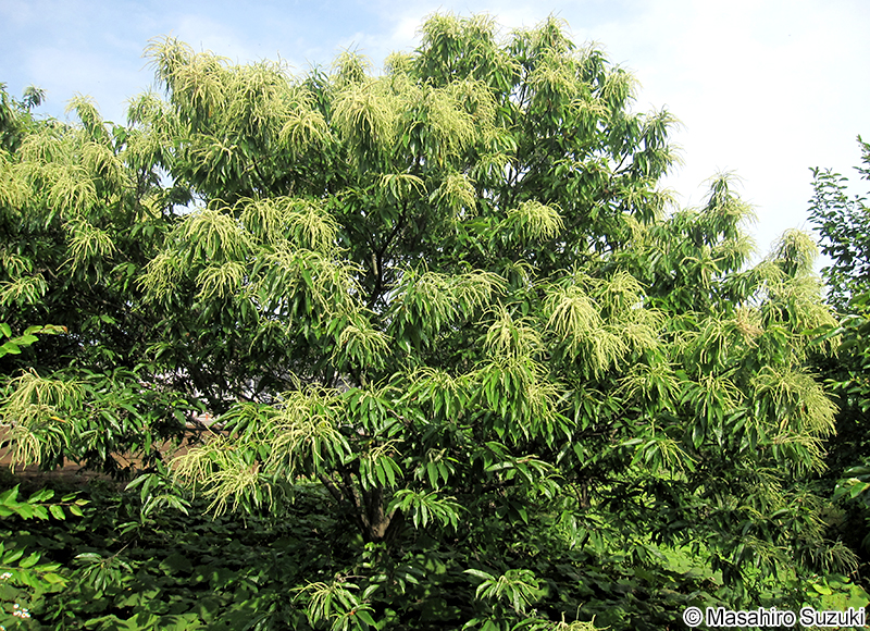 クリ Castanea crenata