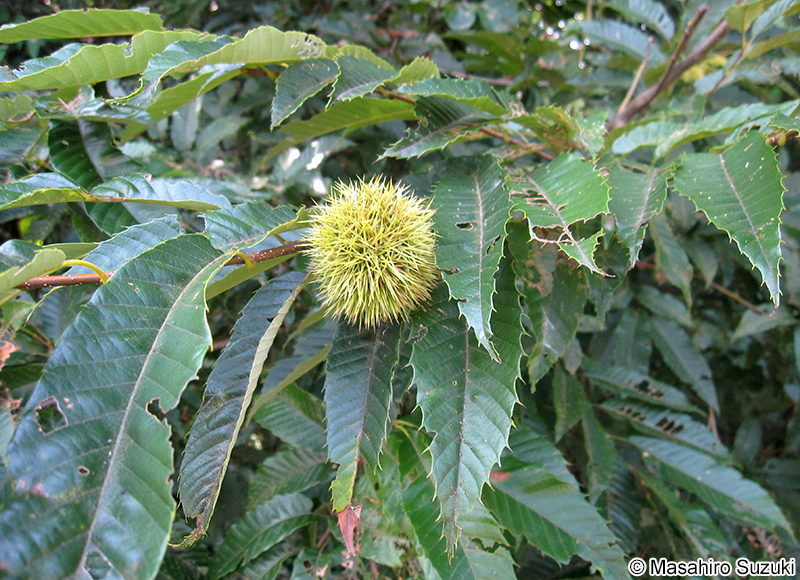 クリ Castanea crenata