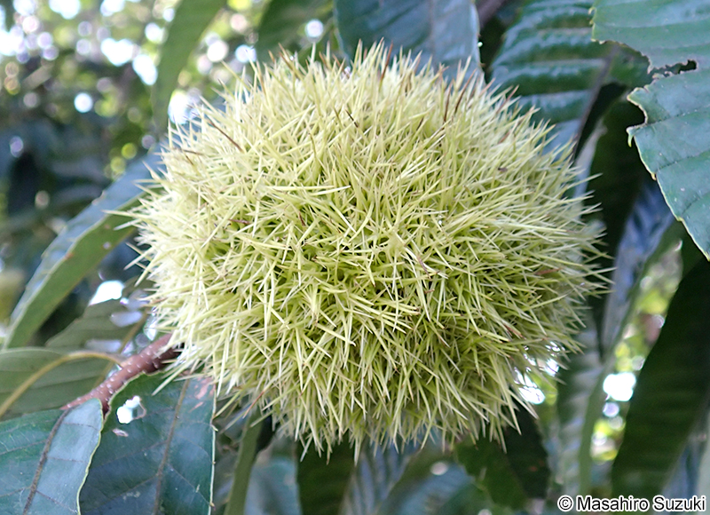クリ Castanea crenata