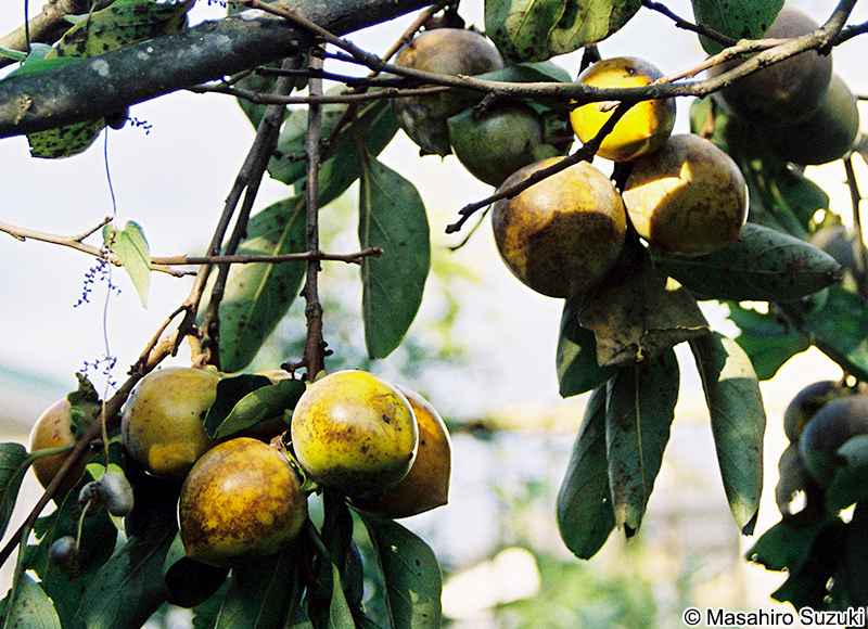 クロミガキ Diospyros sp.