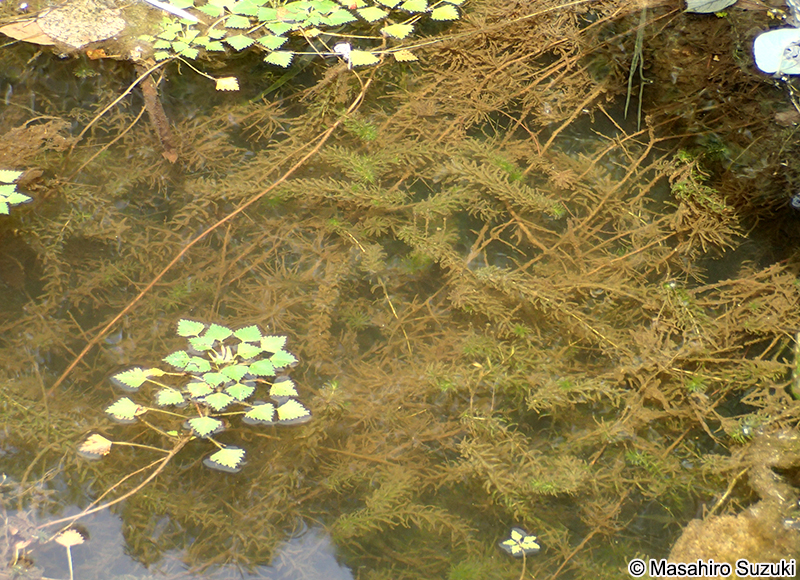 クロモ Hydrilla verticillata
