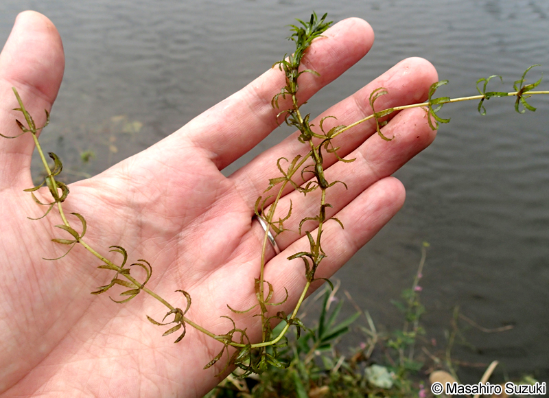 クロモ Hydrilla verticillata