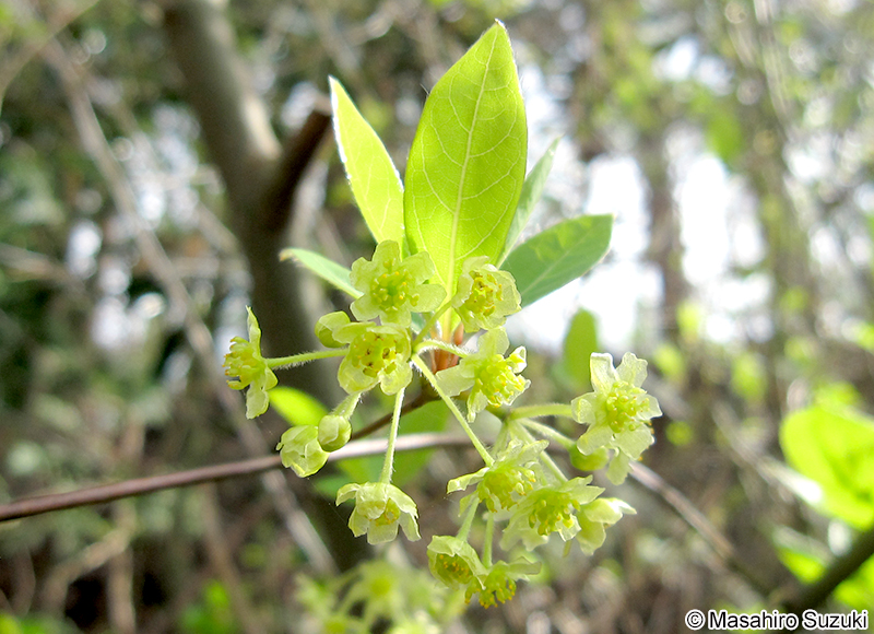 クロモジ Lindera umbellata