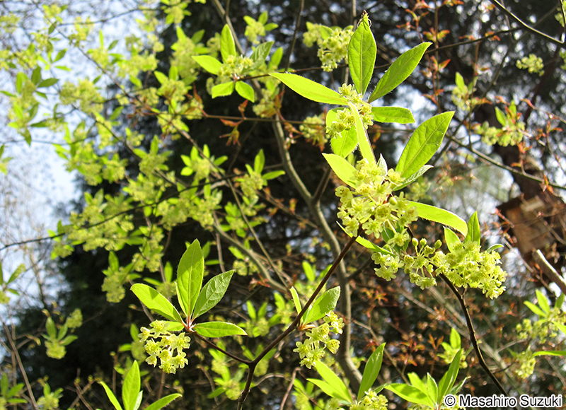 クロモジ Lindera umbellata