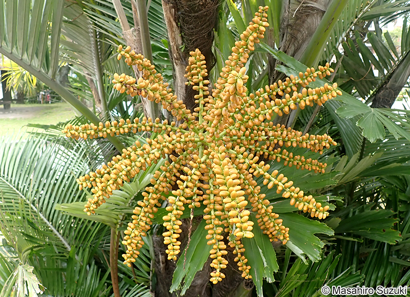 クロツグ Arenga engleri