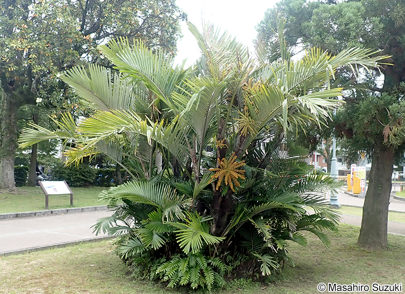 クロツグ Arenga engleri