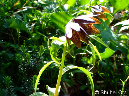 クロユリ Fritillaria camschatcensis
