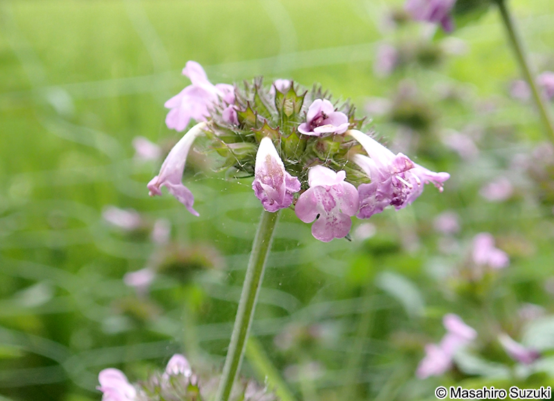 クルマバナ Clinopodium chinense var. urticifolium