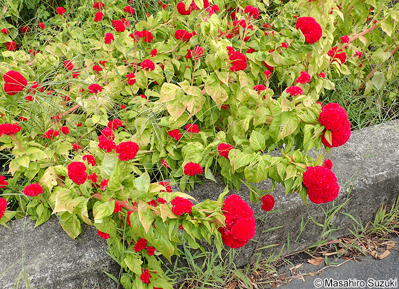 クルメケイトウ Celosia cristata 'Kurume'