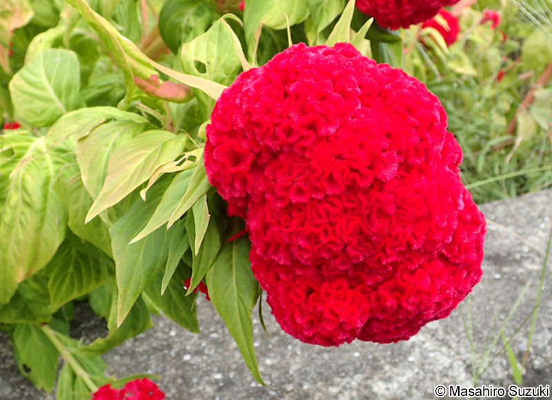 クルメケイトウ Celosia cristata 'Kurume'