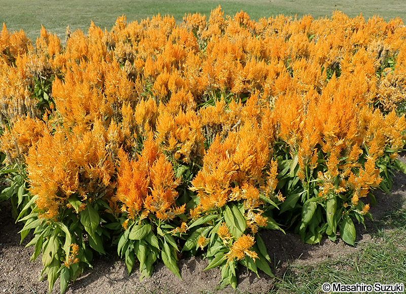 ケイトウ Celosia cristata