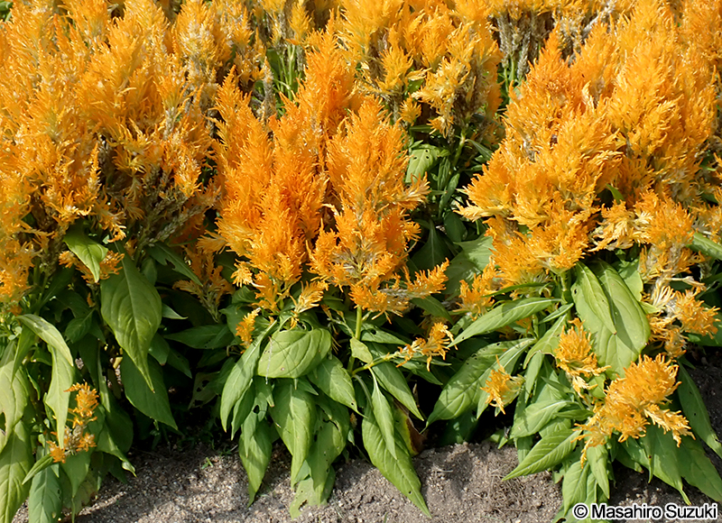 ケイトウ Celosia cristata