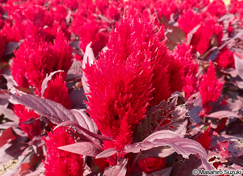 ケイトウ Celosia cristata 'Smart look red'