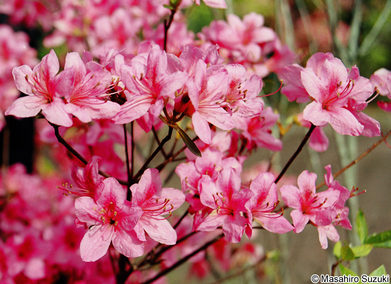 クルメツツジ Rhododendron x obtusum