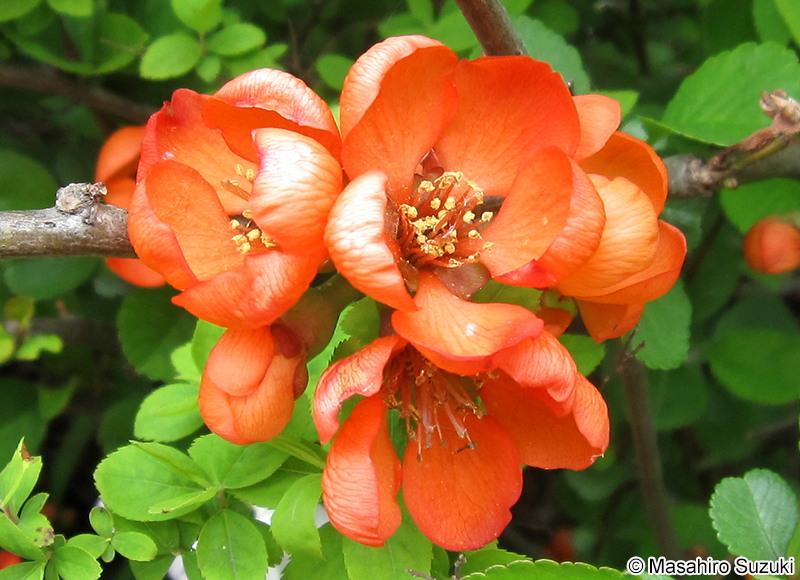 クサボケ Chaenomeles japonica