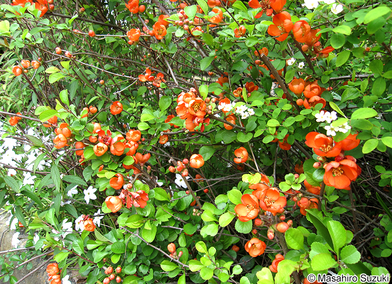 クサボケ Chaenomeles japonica