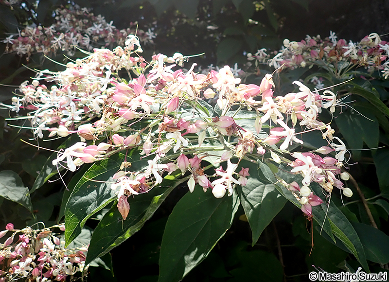 クサギ Clerodendrum trichotomum