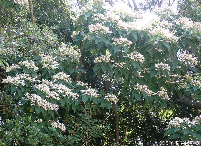 クサギ Clerodendrum trichotomum