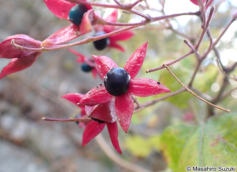 クサギの果実