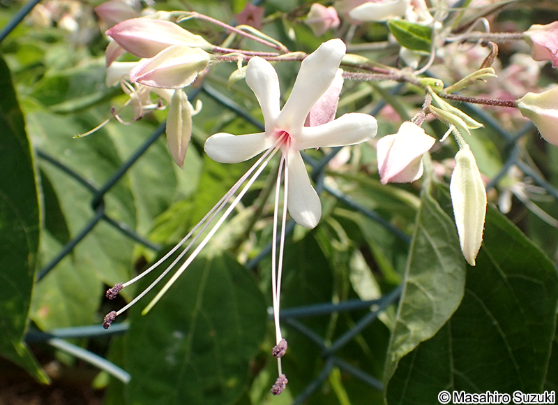 クサギ Clerodendrum trichotomum