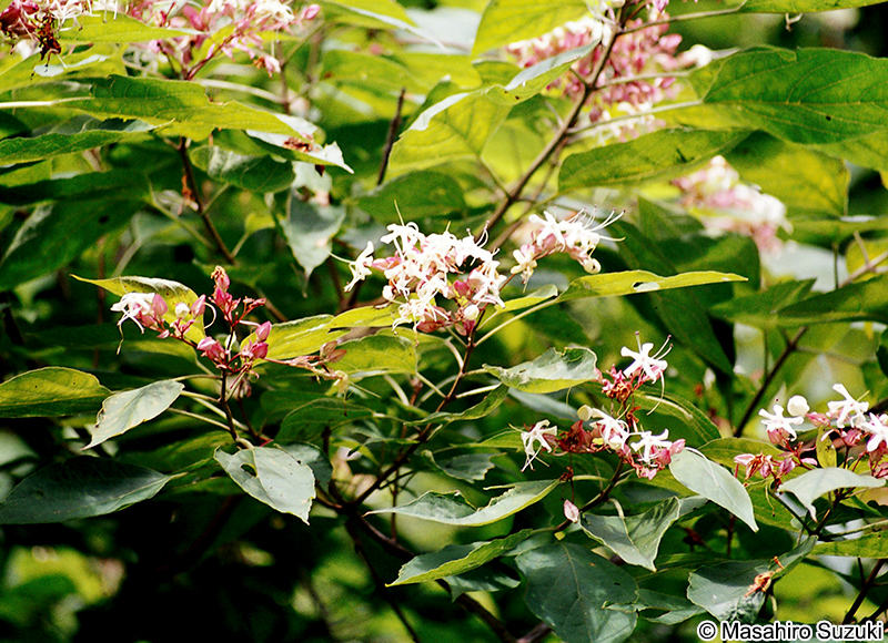 クサギ Clerodendrum trichotomum