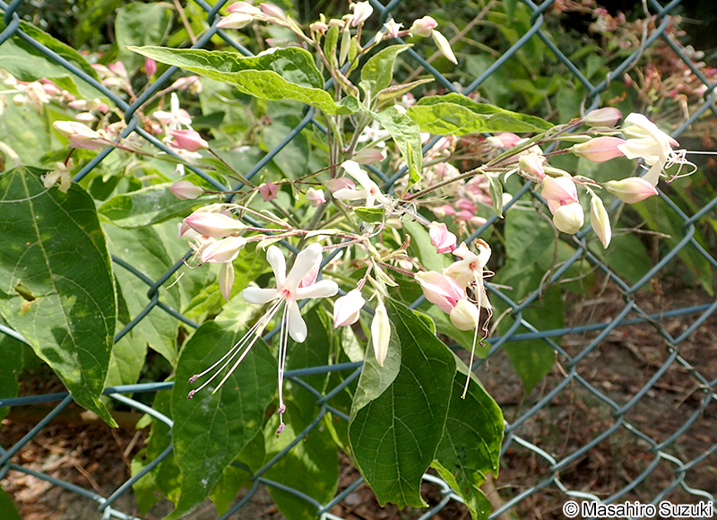 クサギ Clerodendrum trichotomum