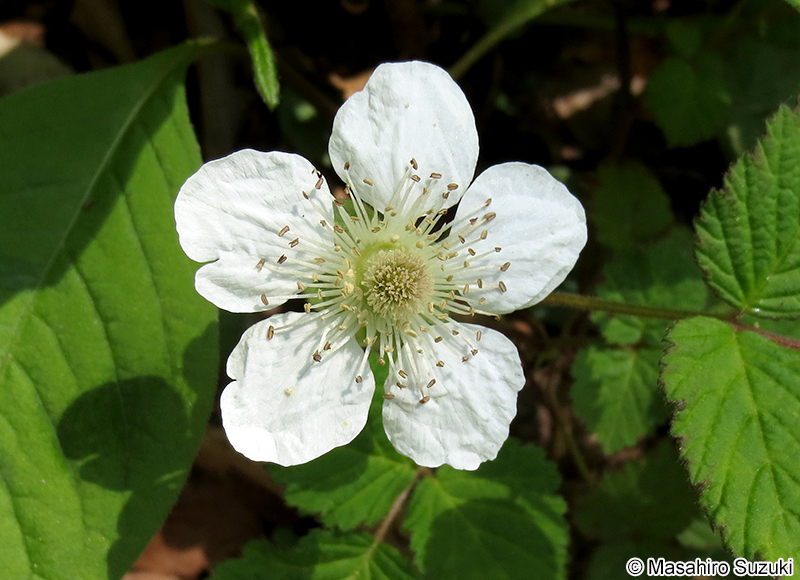 クサイチゴ Rubus hirsutus