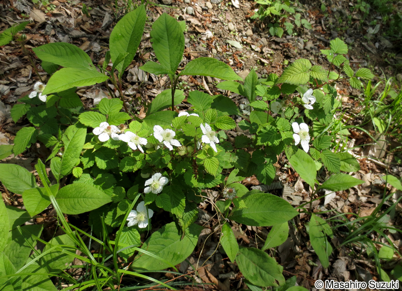 クサイチゴ Rubus hirsutus