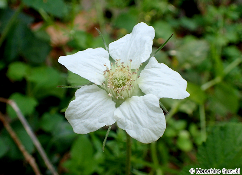 クサイチゴ Rubus hirsutus