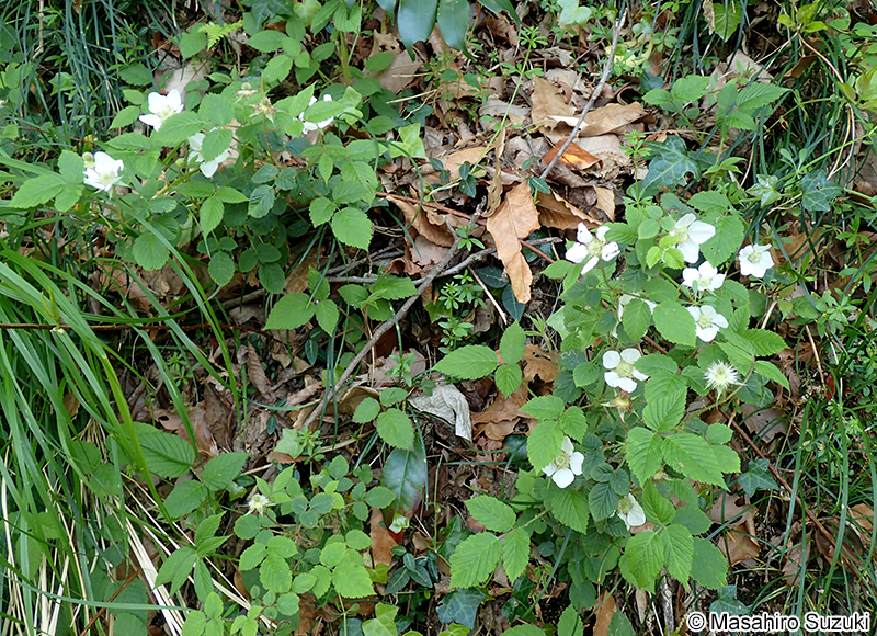 クサイチゴ Rubus hirsutus