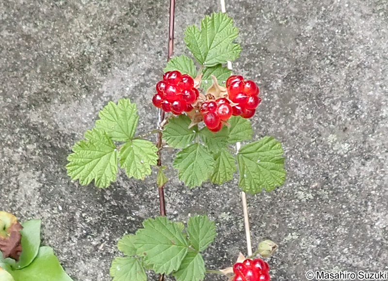 クサイチゴ Rubus hirsutus