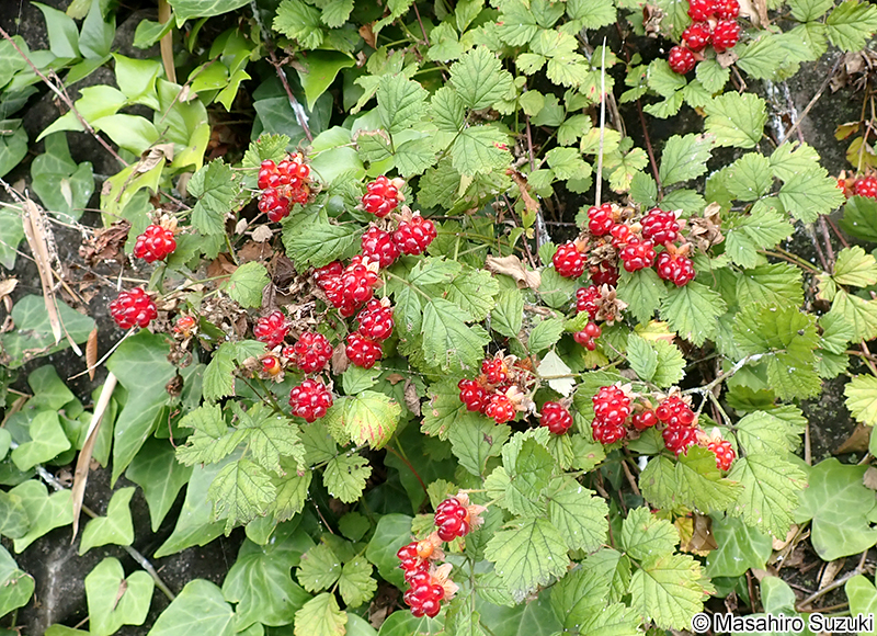 クサイチゴ Rubus hirsutus