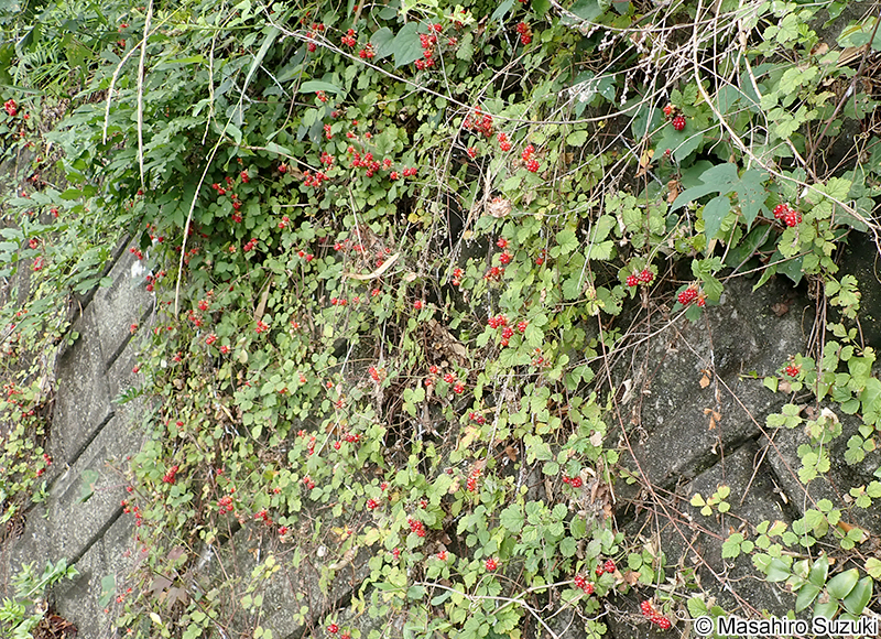 クサイチゴ Rubus hirsutus