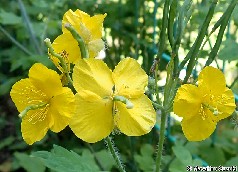 クサノオウ Chelidonium majus subsp. asiaticum