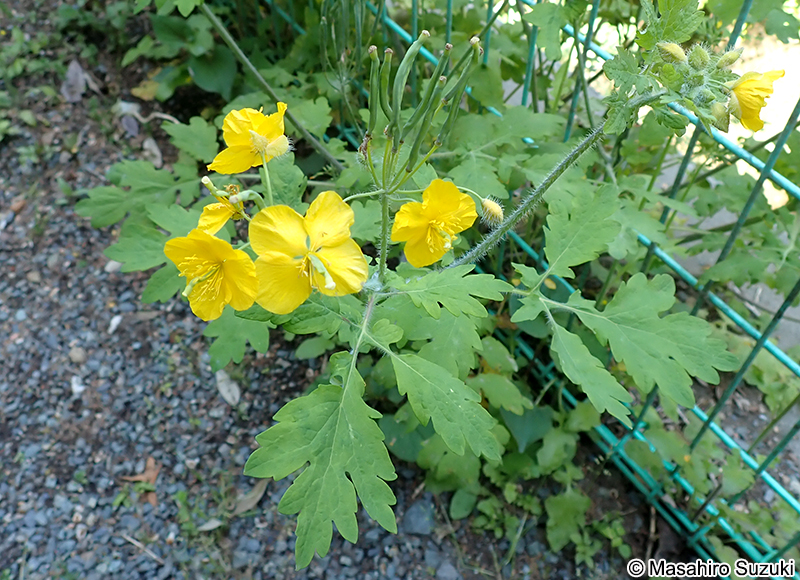 クサノオウ Chelidonium majus subsp. asiaticum